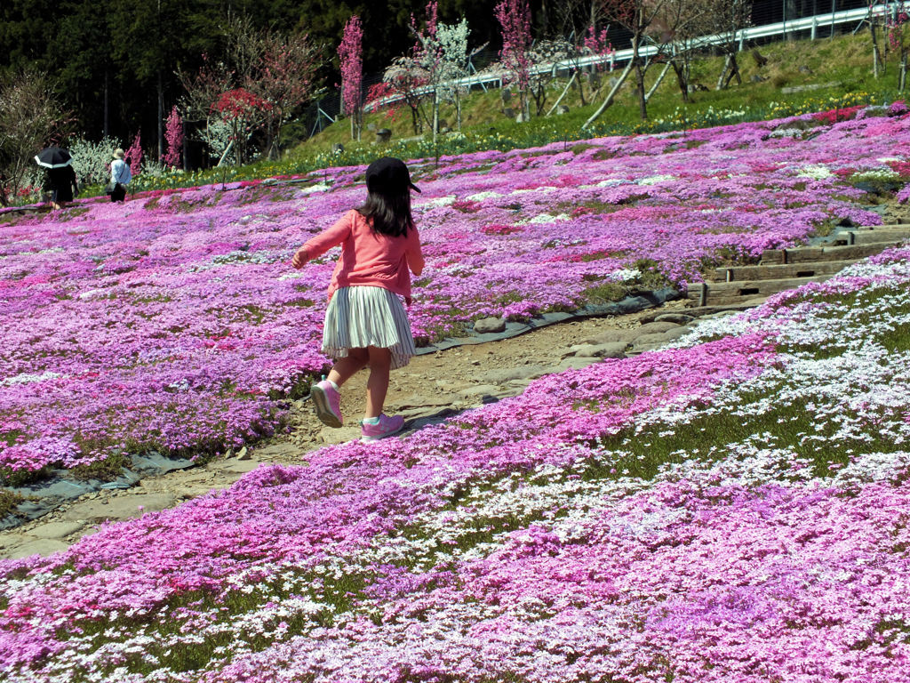 山里に咲く芝桜