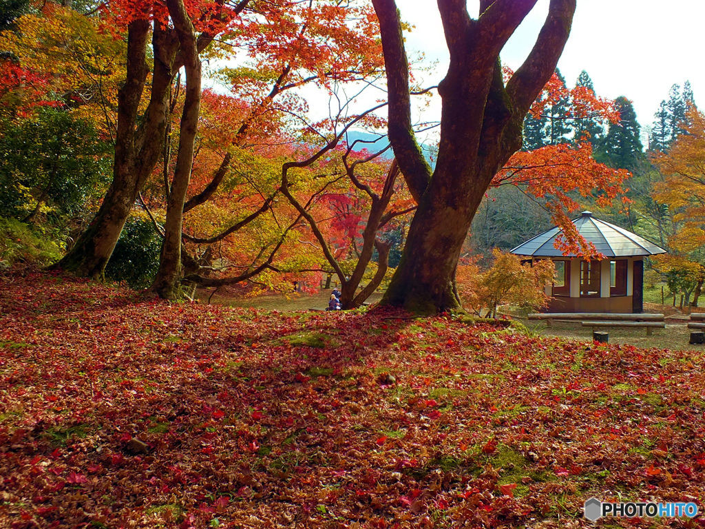 紅の絨毯