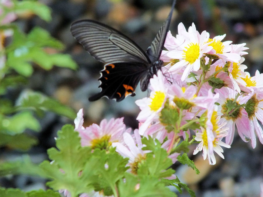 菊の香に酔う・・・