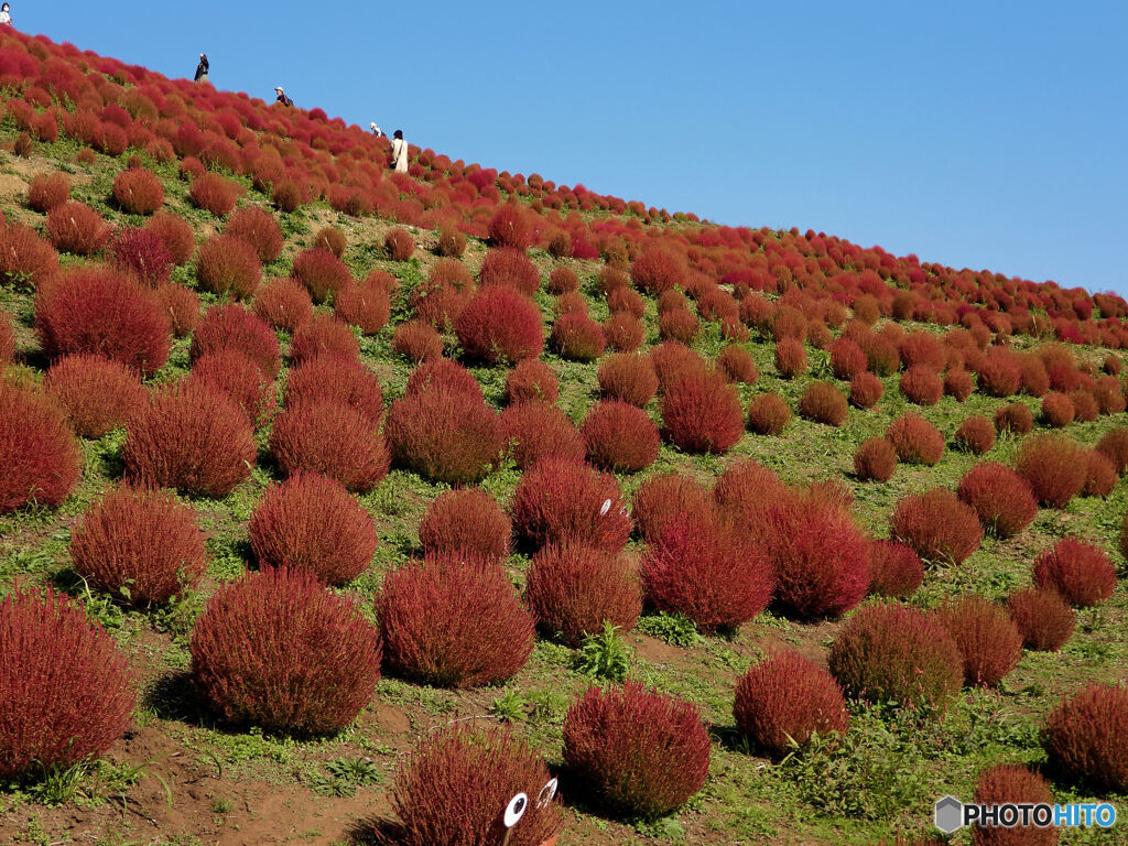 天空の紅葉