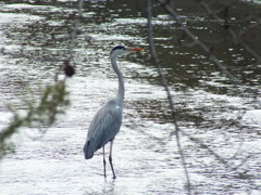 立ち姿の綺麗なサギ