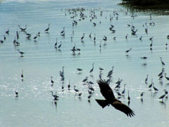 群れるサギ