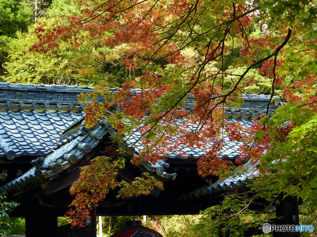 令和の紅葉