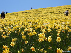 黄に染まる初夏の山上