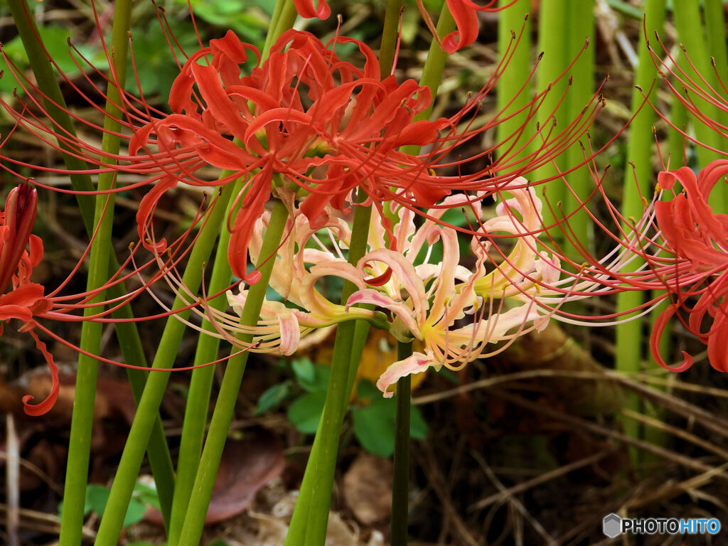 必殺「曼珠沙華」シリーズ
