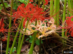 必殺「曼珠沙華」シリーズ