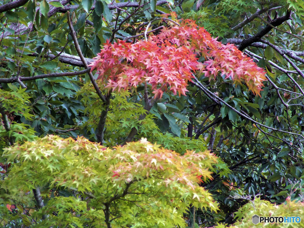 緑から紅への季節