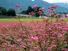 紅いソバ花