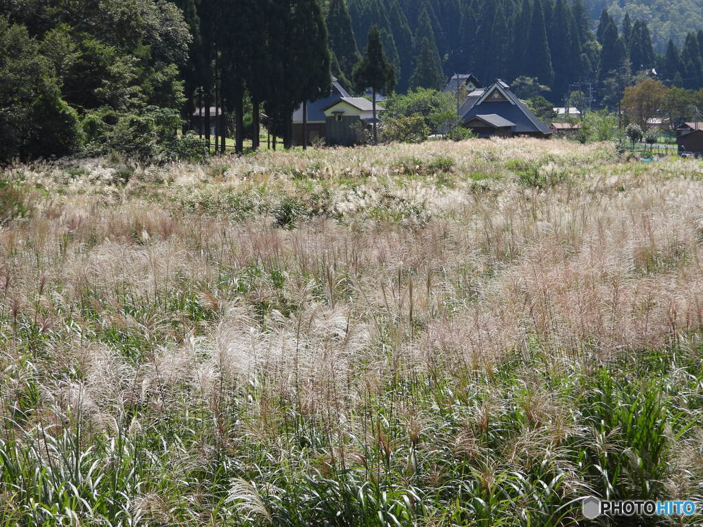 山里のすすき原