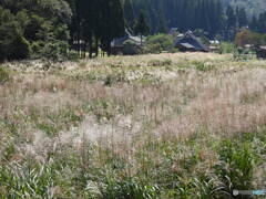 山里のすすき原