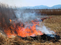 ヨシ原焼