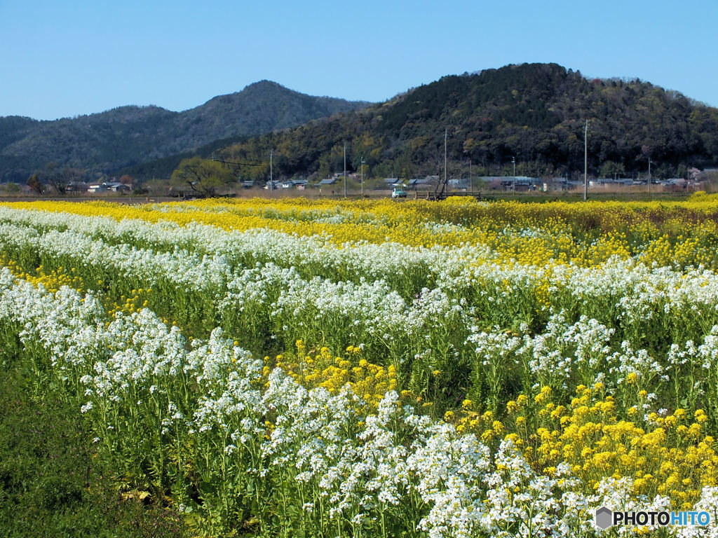 菜の花畑