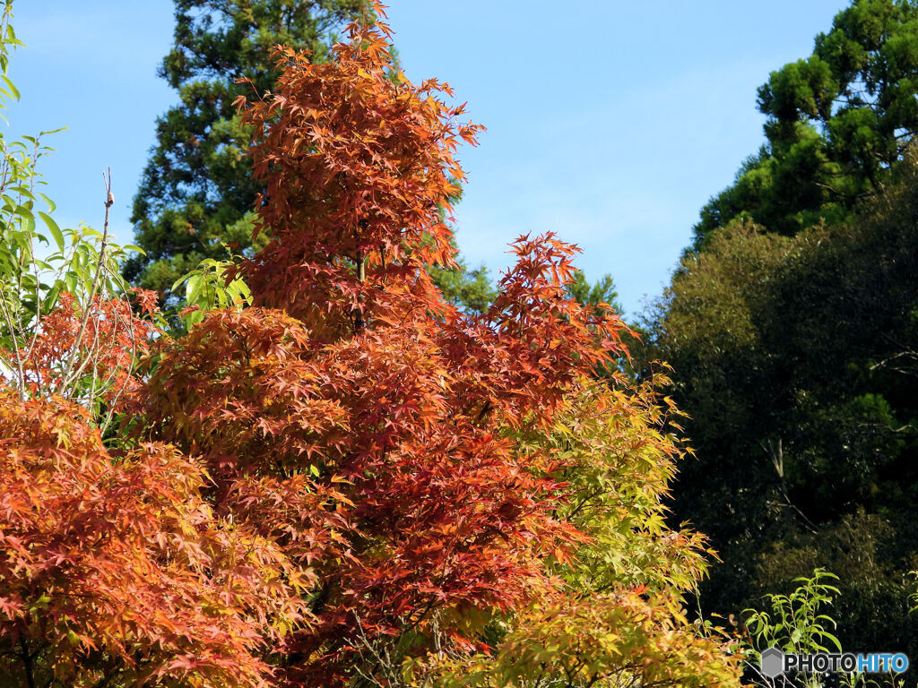 令和の紅葉