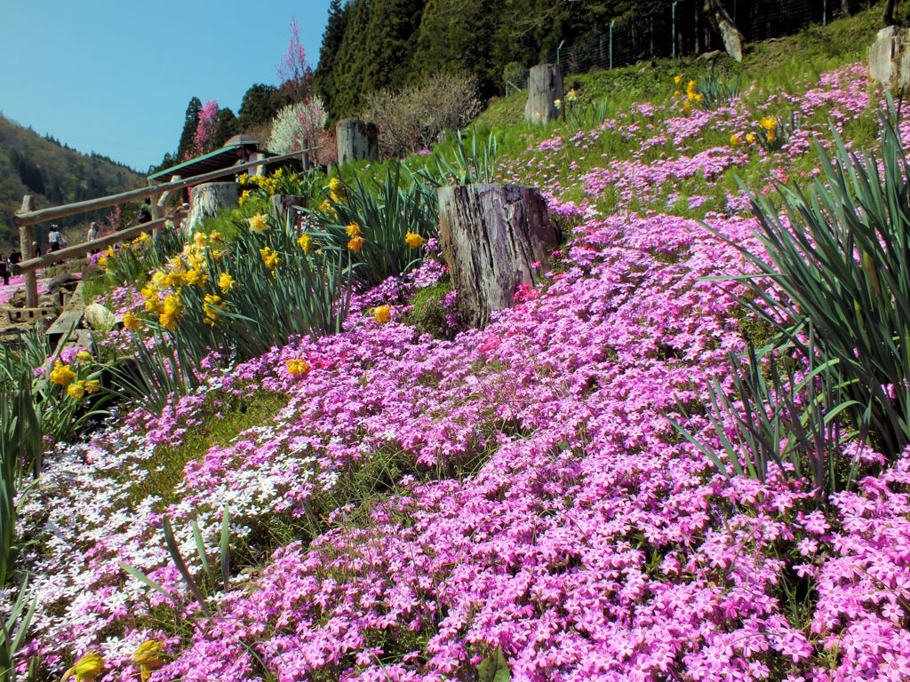 山の斜面一面に咲く芝桜