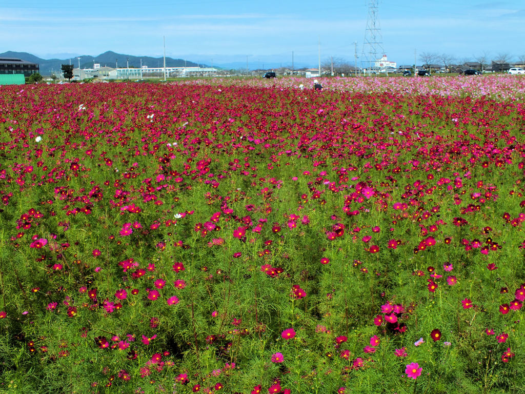 単色もまた綺麗なコスモス畑！
