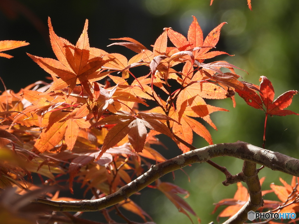 令和の紅葉