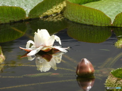 パラグァイオニバスの花と蕾