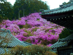 全山ピンクに染める