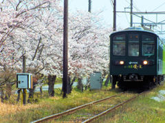 桜並木を走るローカル電車
