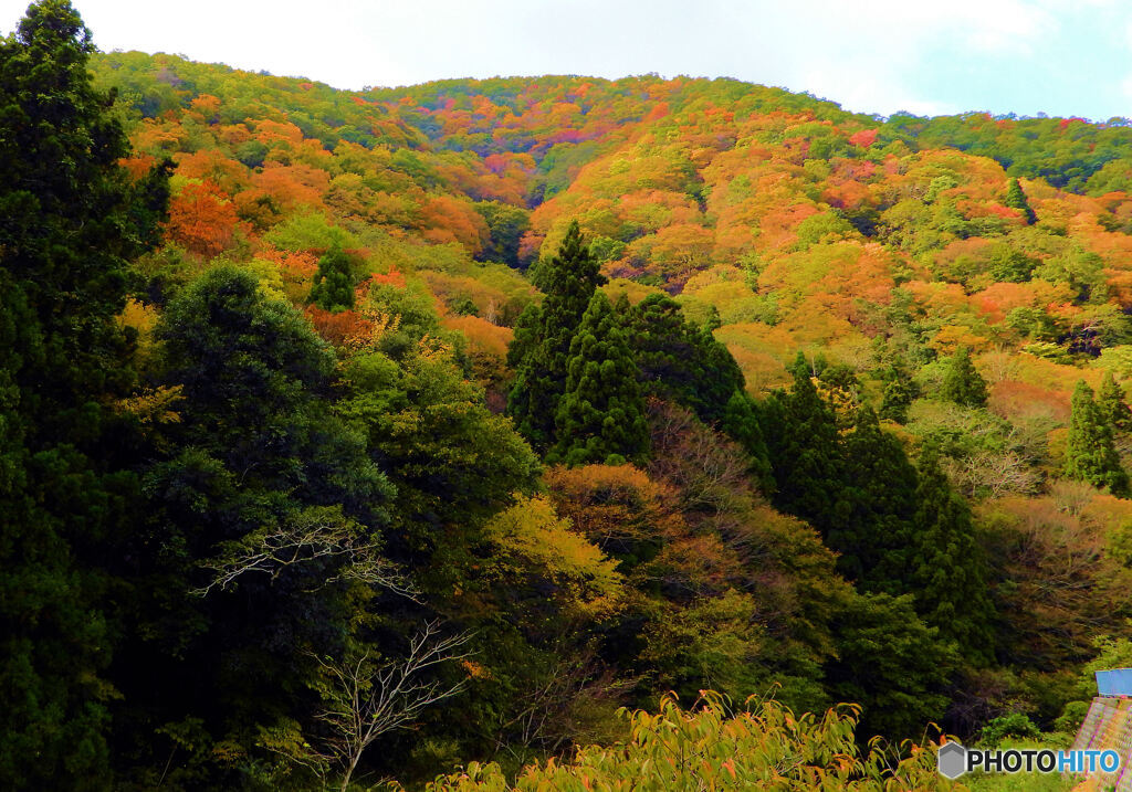 全山黄葉