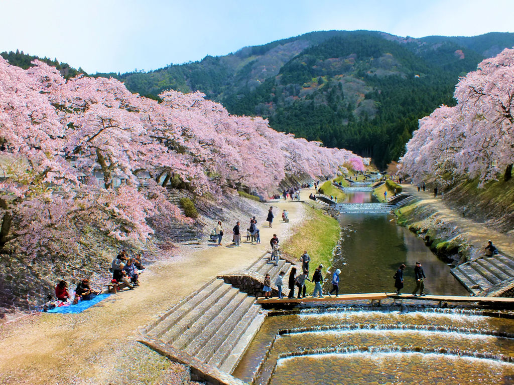 名残りの桜