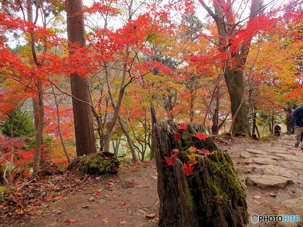 紅に染めて