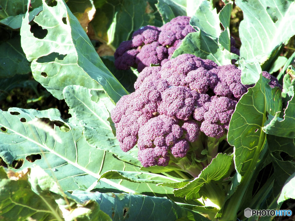 紫色のブロッコリー
