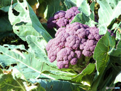 紫色のブロッコリー