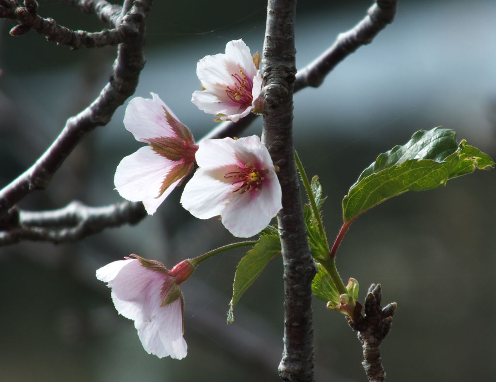 この期にソメイヨシノが・・・