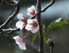 この期にソメイヨシノが・・・