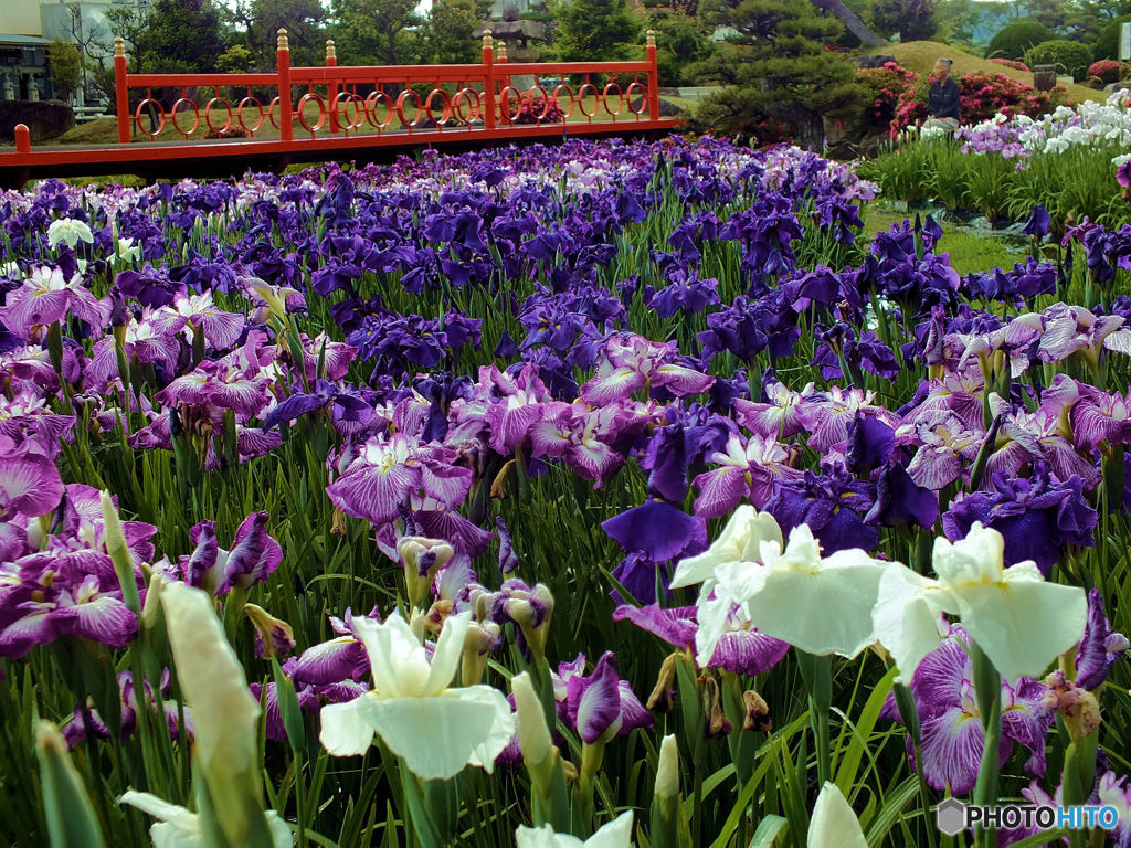 菖蒲のある風景