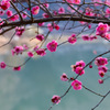 春色