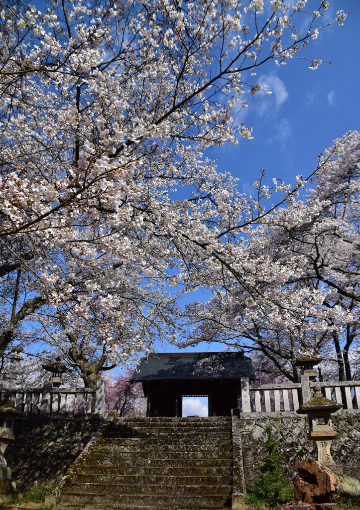 神社の春