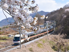 桜のトンネル