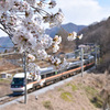 桜のトンネル