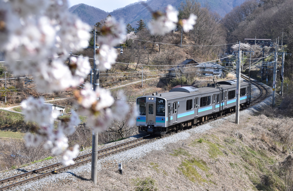 桜トンネル②