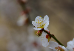 梅の花