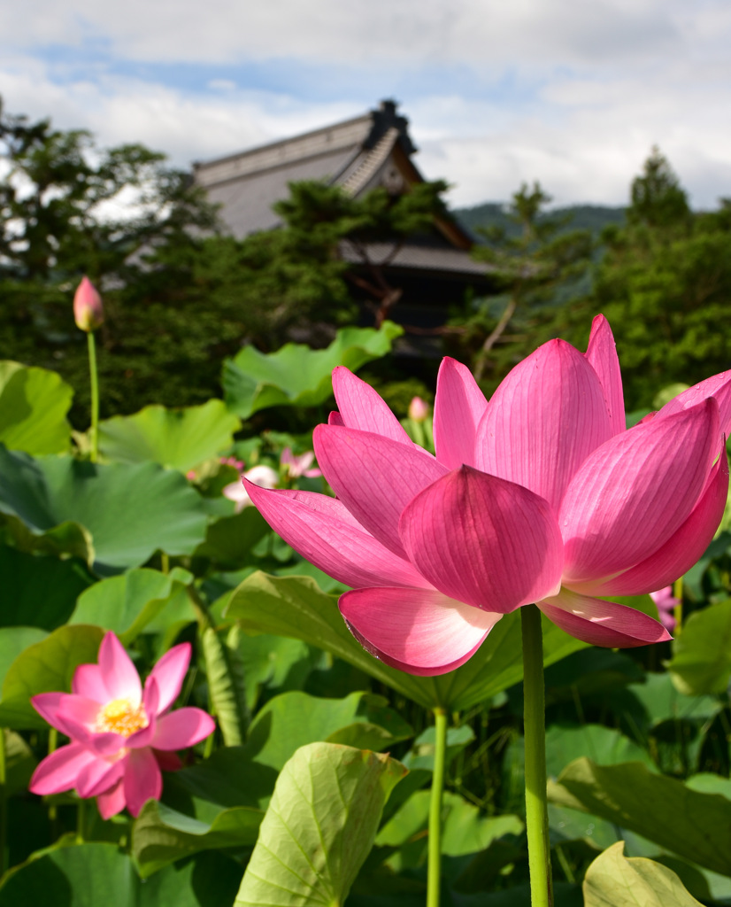 お寺を背景に