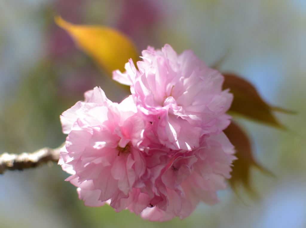 モコモコ八重桜♪