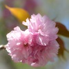 モコモコ八重桜♪