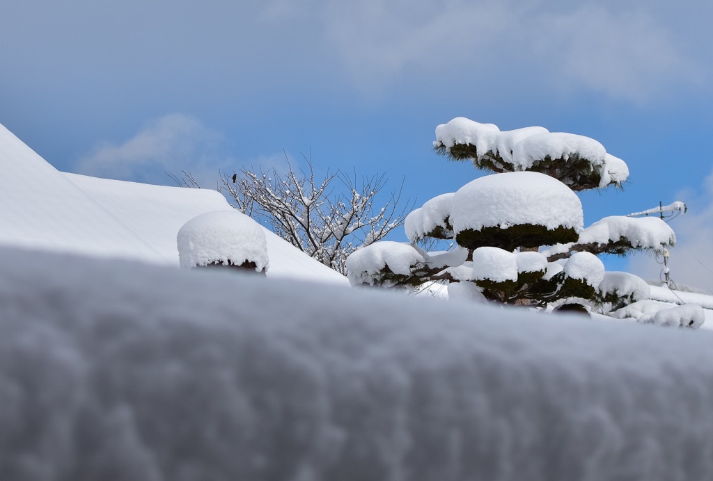 雪    雪   雪…