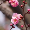 ようやく梅の季節です(*'.'*)