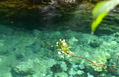 水中花のように…