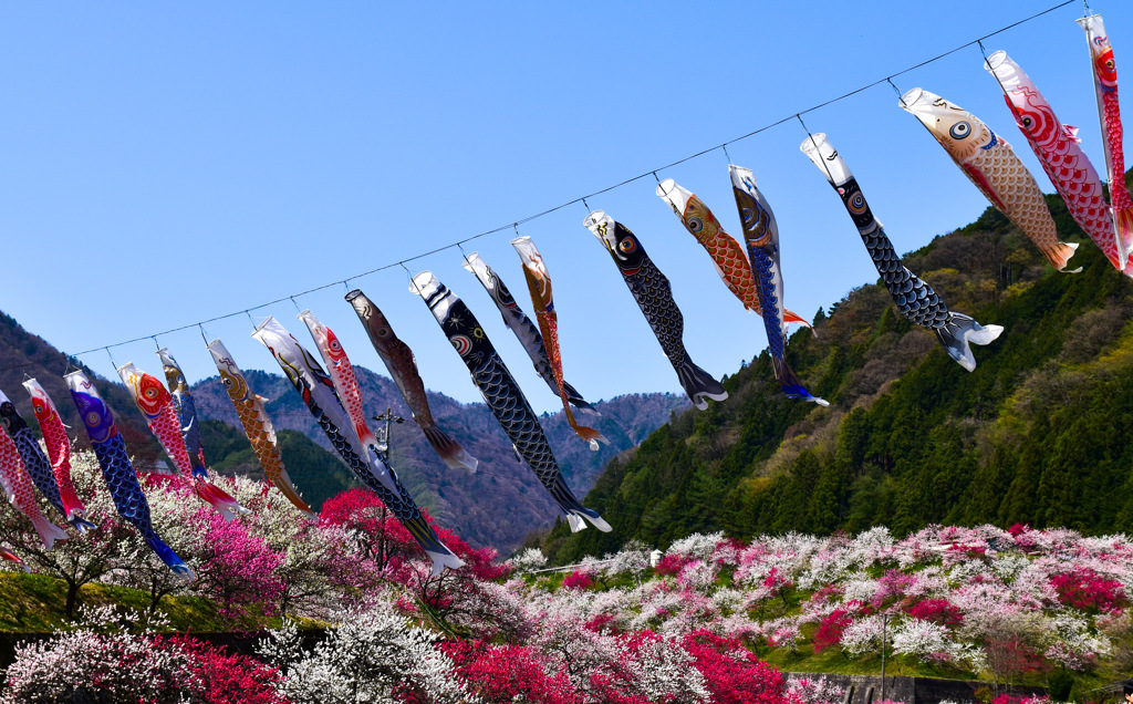 鯉のぼりのお花見