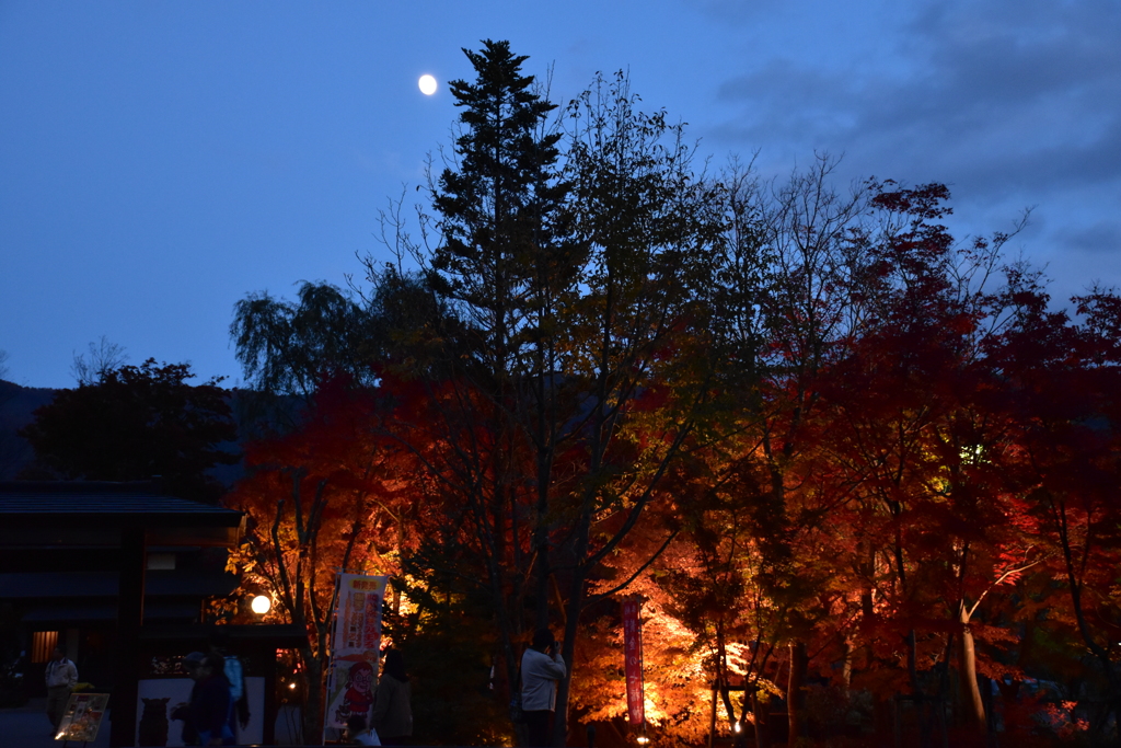 燃えるような紅葉