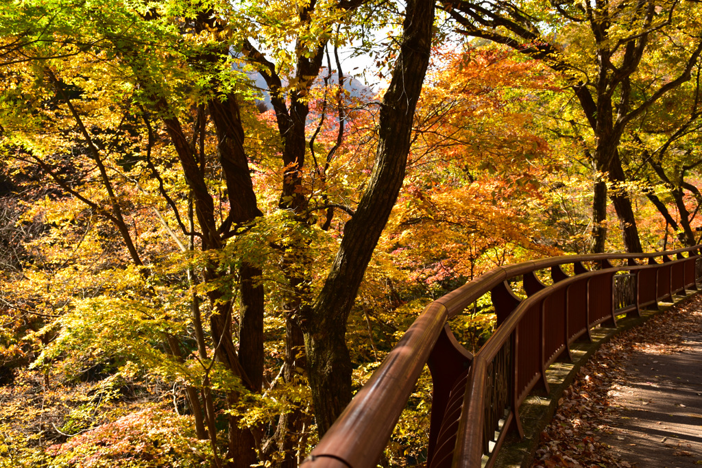 紅葉に包まれて