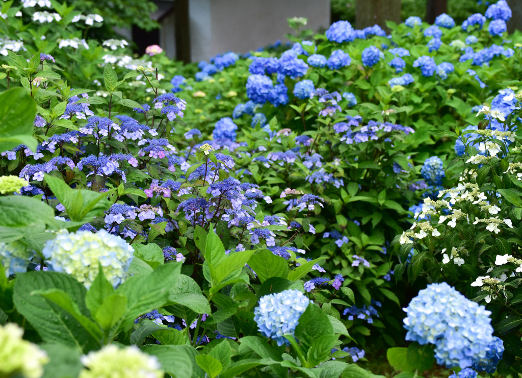 静けさと艶やかさ