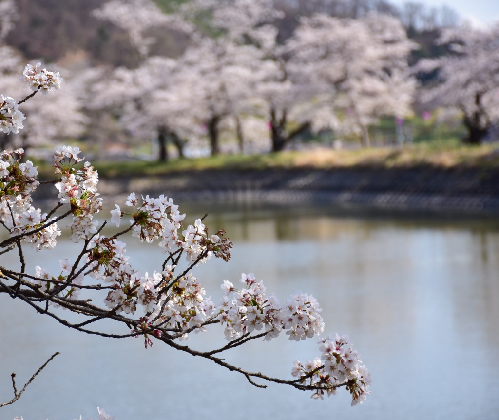 湖畔の桜