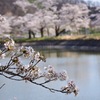 湖畔の桜