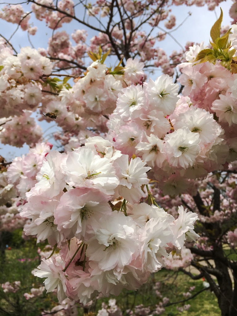 八重桜とミツバチさん♪